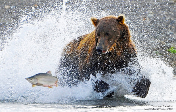 Grizzly bear splashes around trying to catch a salmon in Alaska. Photo by Tommaso Balestrini.