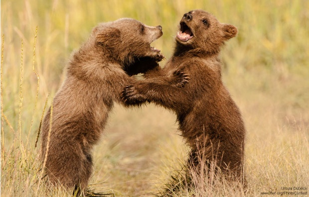 Bears cubs wrestle and play in Alaska by Ursula Dubrick.