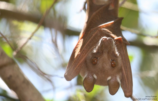 Fruit bat hangs in Kenya by Jenna Parker.