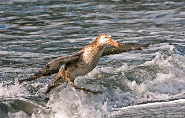 Giant petrel playing in the surf by Isobel Wayrick.