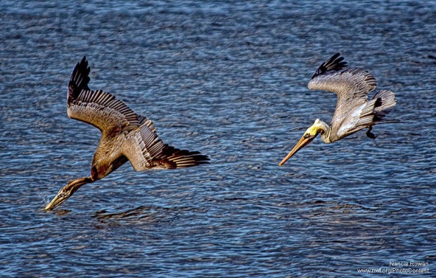 Pelicans diving into water in Florida, photographed by Nancie Rowan.