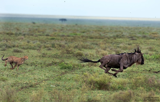 Cheetah chasing a wilder beast in Tanzania by Sanjay Hiraskar.