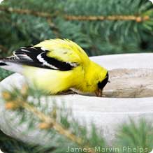Goldfinch_Drinking_JamesMarvinPhelps_219x219
