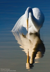 A great egret is reflected in the brackish water of a lagoon in J. N. Ding Darling National Wildlife Refuge. Photo donated by National Wildlife Photo Contest entrant Richard Fortune.