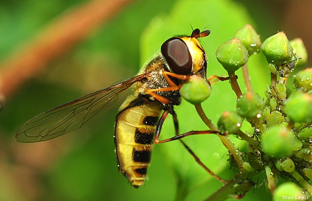 Hoverfly by Stan Lewis