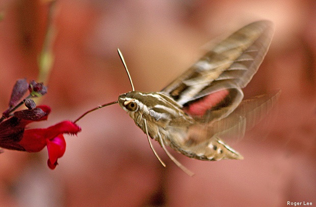 Hummingbird moth by Roger Lee