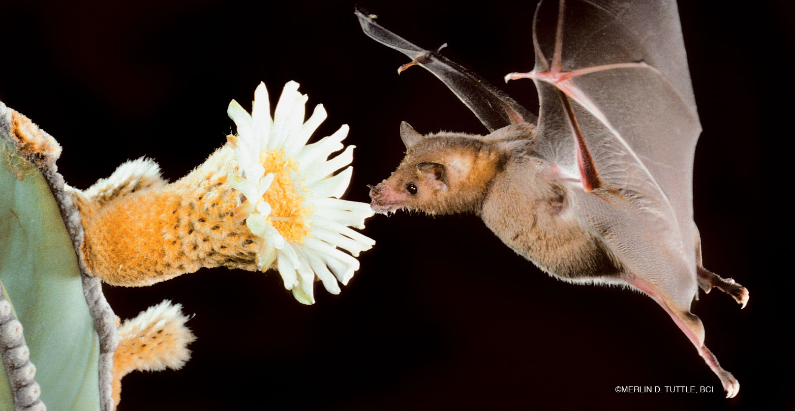 what is a group of bats called: A flock of bats flying