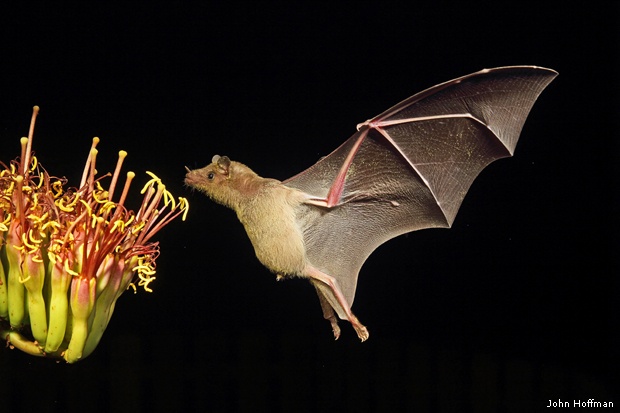 Lesser long-nosed bat by John Hoffman