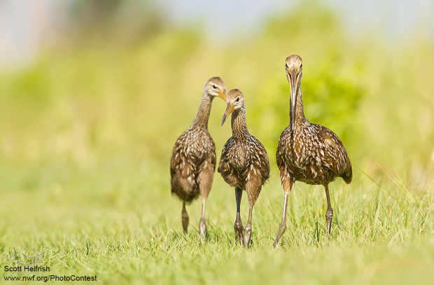A family of limpkins in Lake Woodruff National Wildlife Refuge. Photo donated by National Wildlife Photo Contest entrant Scott Helfrich.