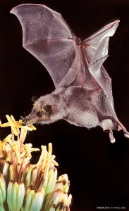 Mexican long-tonuged bat, agave, MERLIN TUTTLE