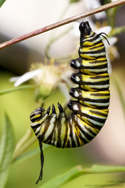 This photo of a monarch caterpillar in Maine was donated by National Wildlife Photo Contest entrant Leslie Clapp.