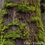 Moss-tree_PeterStevens_160x150