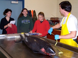 MMI stranding coordinator Jim Rice conducts a dissection of a harbor porpoise with assistance from students in Scott Baker's course, FW499/599 "Natural History of Whales and Whaling", November 2008. Photo by Katelyn Cassidy