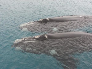 Southern right whales (Eubalaena australis), Auckland Islands 2007, Credit Scott Baker