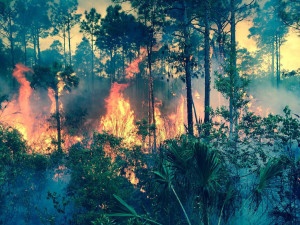 The 2014 Orange Blossom Fire in Florida. Flickr photo from USDAgov / USFS