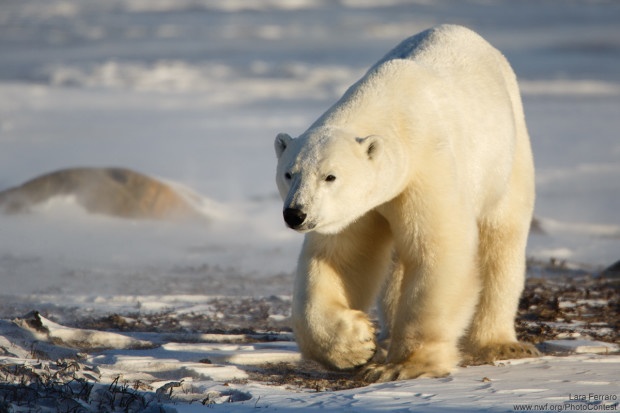 This polar bear was awaiting the return of sea ice near Churchill, Manitoba. Warmer temperatures have kept sea ice from forming as early as it used to, and polar bears are waiting on shore without food for longer periods of time. Photo donated by National Wildlife Photo Contest entrant Lara Ferraro.