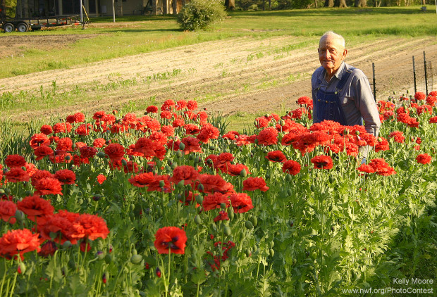 Kelly Moore's grew a field of poppies in honor of her father, pictured, who was known for his own poppy garden earlier in life. Photo donated to the National Wildlife Photo Contest.