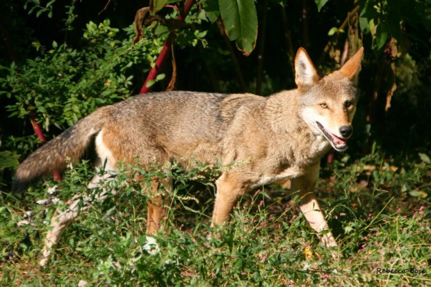 Endangered red wolf in the wild in eastern North Carolina. Photo by Rebecca Bose/USFWS
