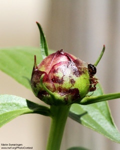 An ant, probably attracted by sweet secretions, crawls on the flower bud of a peony in a Maryland garden. Ants often defend favored plants from harmful insects Photo donated by National Wildlife Photo Contest entrant Marie Swearingen.