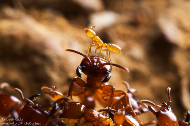 A soldier ant in Western Ghats, India, carries a larva on its head. Meeting one another's needs is a key behavior of social ants. Photo donated by National Wildlife Photo Contest entrant Sandesh Kadur.