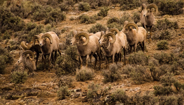Bighorn Sheep face threats from climate change and rely on public land for habitat. Source: flickr, BLM New Mexico