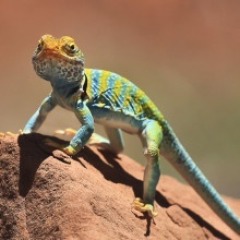 Lizard on a rock