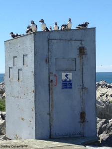The duck blind on Machias Seal Island, where we viewed the puffin population. 