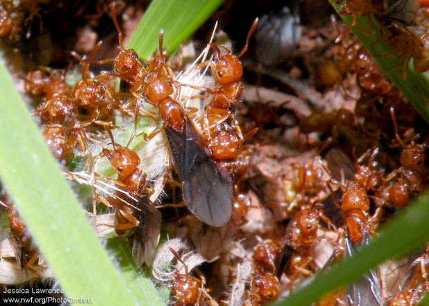 A winged female ant dominates the center of this image. Once she starts her own colony, she will clip her wings. Photo donated by National Wildlife Photo Contest entrant Jessica Lawrence.
