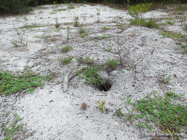 We spotted a potential juvenile Gopher Tortoise burrow. Fingers crossed! Photo from City of Oakland Park.