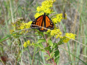 Monarch butterfly on goldenrod. Andrew MacLachlin/USFWS, via flickr