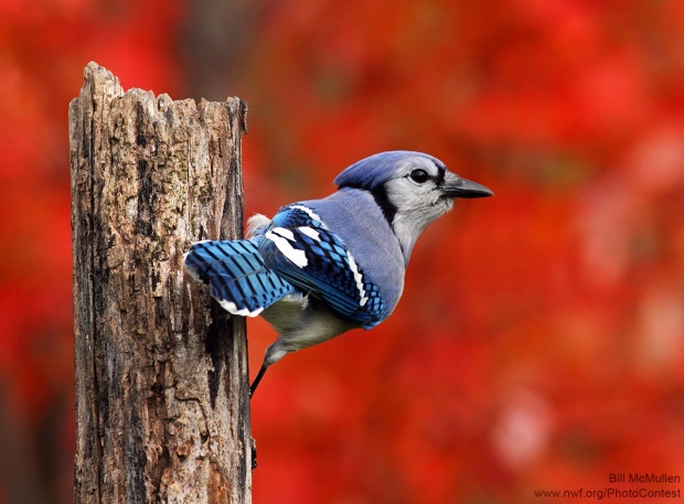 A red maple provided a beautiful and colourful autumn background for this blue jay photographed by Bill McMullen.
