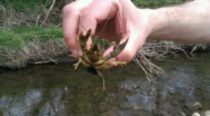 There's a lot for a kid to discover around water, including crawdads. (photo by Russell Bassett)