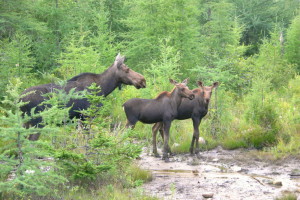 moose and young in New Hampshire