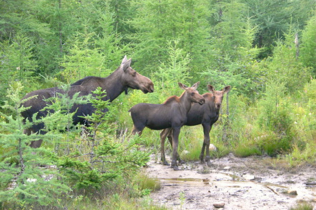 Moose and young in Berlin, New Hampshire. Photo Credit: Flickr user Dave Spier