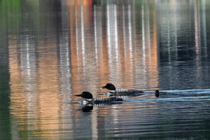 Tar sands transport threatens common loons here in New England, and tar sands extraction is decimating their nesting habitat in Alberta, Canada. Photo credit: Flickr user Ian Matchett.