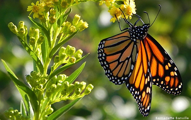 Monarch Butterfly by Bernadette Banville