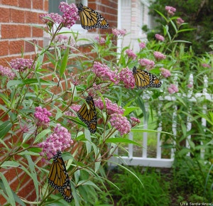 Monarchs and milkweed by Lisa Serda-Ansel