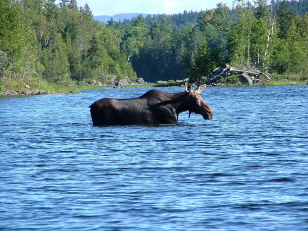 A moose passes through Pierce Pond in Maine. South Portland's City Council this week showed that local communities can band together in powerful ways to stand up for themselves and their wildlife. Photo credit: Flickr user Michael Lepore.