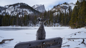 A Mountain Chickadee in Rocky Mountain National Park in Colorado. According to Headwaters Economics, it generated $186 million in visitor spending in 2013. Source: flickr, rocky_mountain_np