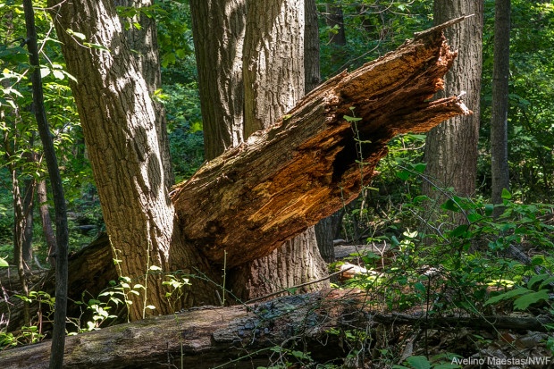 This fallen log was found behind NWF's headquarters building in Virginia. Photo by Avelino Maestas.