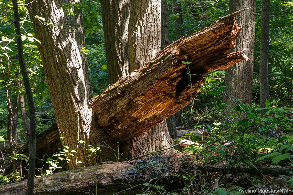 Дерево Лог. Dead Fallen Tree. Spruce and Fallen log. Dead logging.