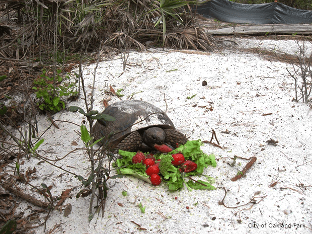 The Preserve was the first approved “Waif Tortoise Recipient Site” in the state and in December 2011 we adopted 4 female gopher tortoises.  Photo from City of Oakland Park.