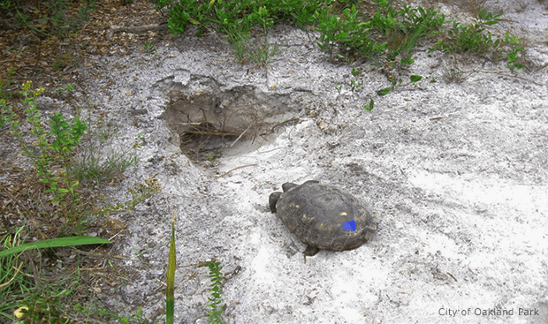 In September 2013 we adopted  2 male Gopher tortoises and in December 2013 a hatching was reported and seen at the preserve! Gopher tortoises are  a protected and endangered species because of habitat loss.