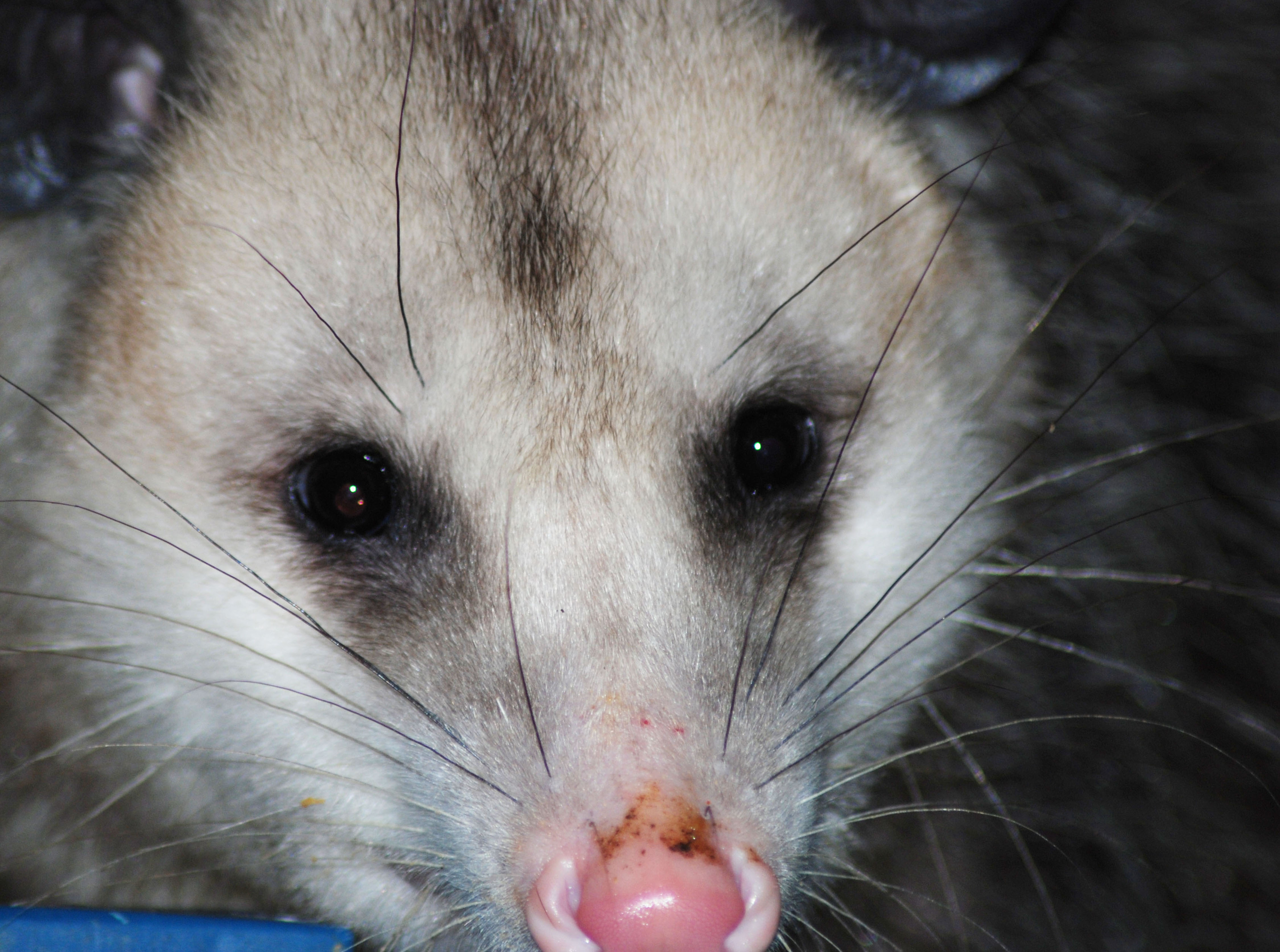 Virginia opossum, gardening, NWF, National Wildlife Federation