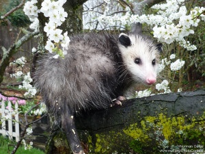 An opossum retreats into a plum tree after being spotted at a backyard bird feeder in Lynnwood, Washington. Opossums will eat almost anything and can find refuge anywhere from underground to the heights of trees. Photo by Norman Curtis.