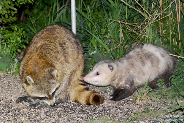 An opossum meets a raccoon at a bird feeder in a backyard in Orland Park, Illinois. Marsupials, like the opossum, have rudimentary brains compared to other mammals. The opossum's brain is about a fifth the size of a raccoon's. Photo by Robert Natzke. 
