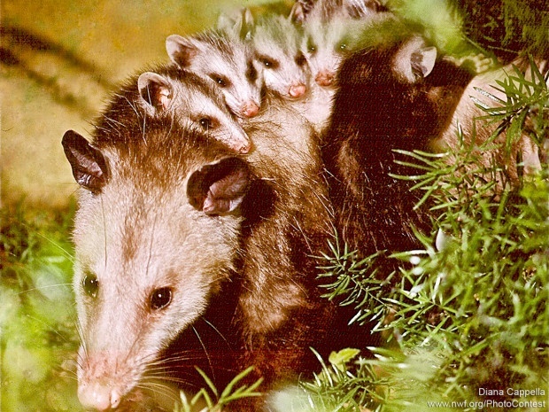 Female opossums will carry maturing young on their backs, as this mother is doing in Palm Beach Gardens, Florida. A mother's load can be burdensome, given that a female can produce as many as 13 young at a time. Photo by Diana Cappella.