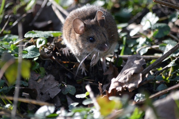 A field mouse. Photo via Flickr user Tim Watts.