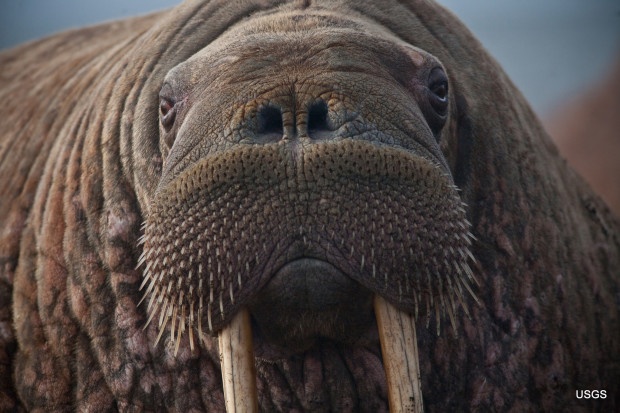 Pacific walrus in Alaska by Ryan Kingsbery, USGS.