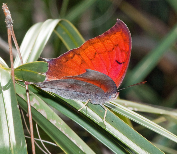 Endangered Florida leafwing, U.S. Fish and Wildlife Service Flickr. Photo Credit: Holly Salvato 